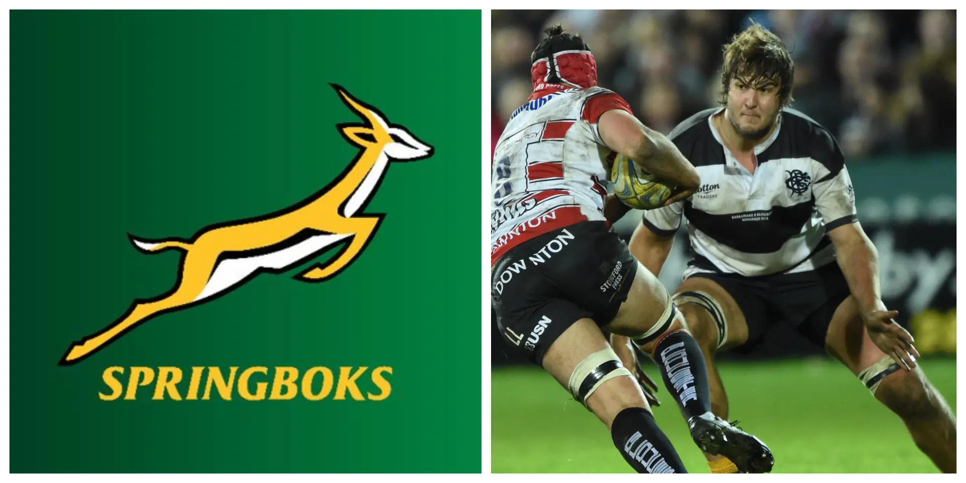 springboks