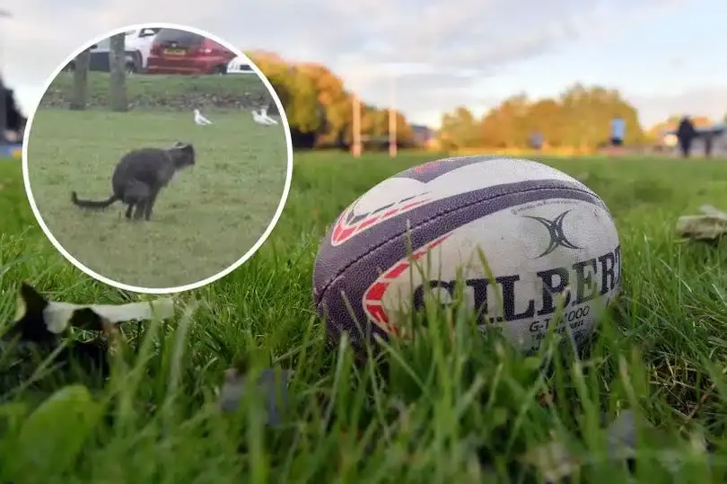 0 dog poo final 1