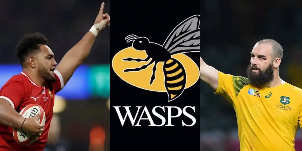 wasps 3