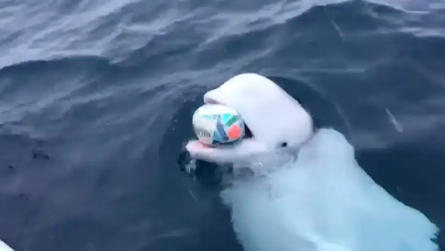 beluga rugby