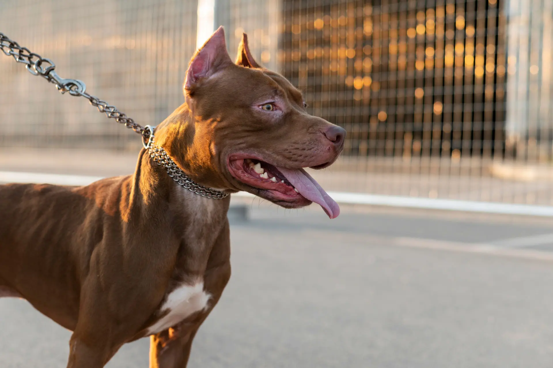 portrait adorable pitbull dog