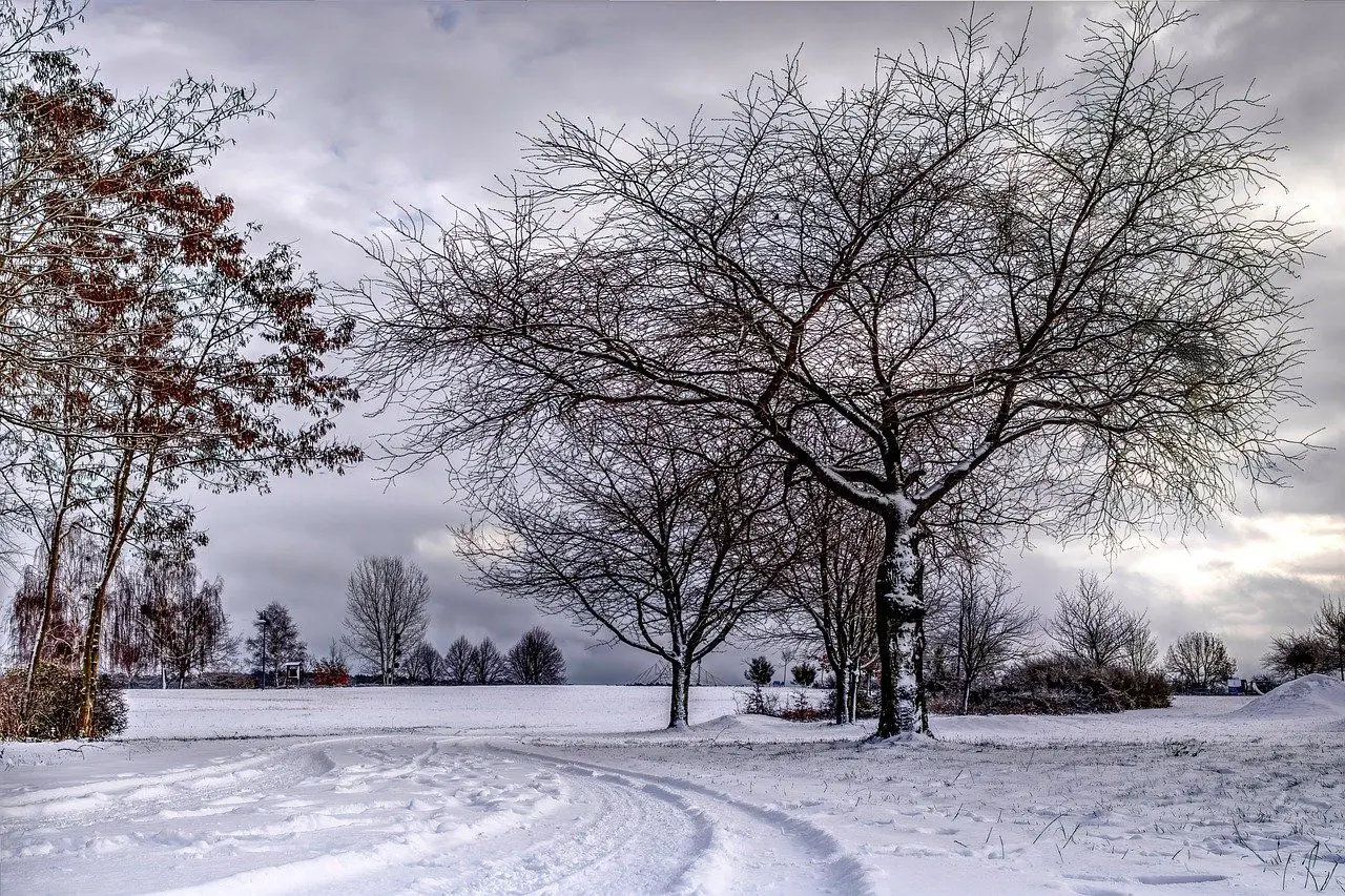 trees 8513020 1280