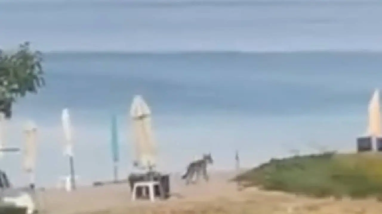Wolf12
