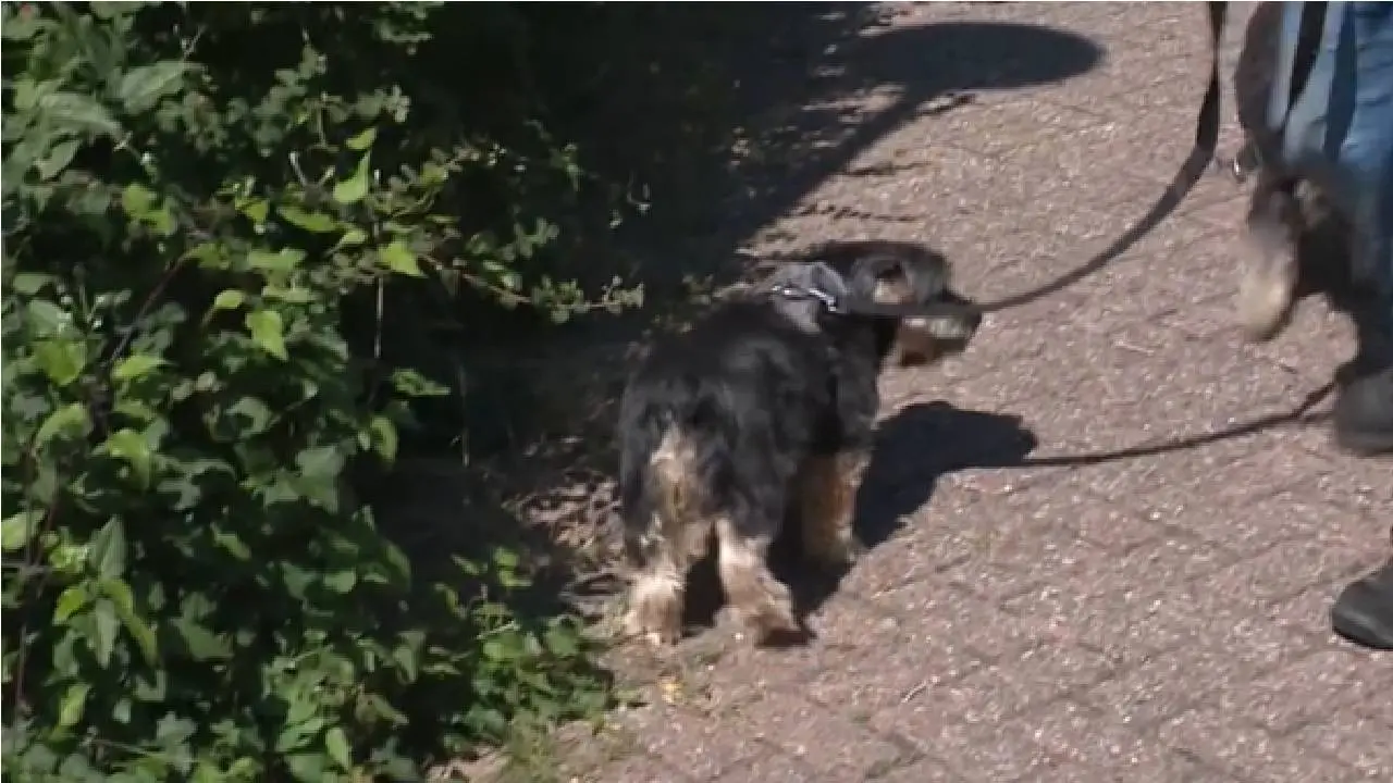 Hondje