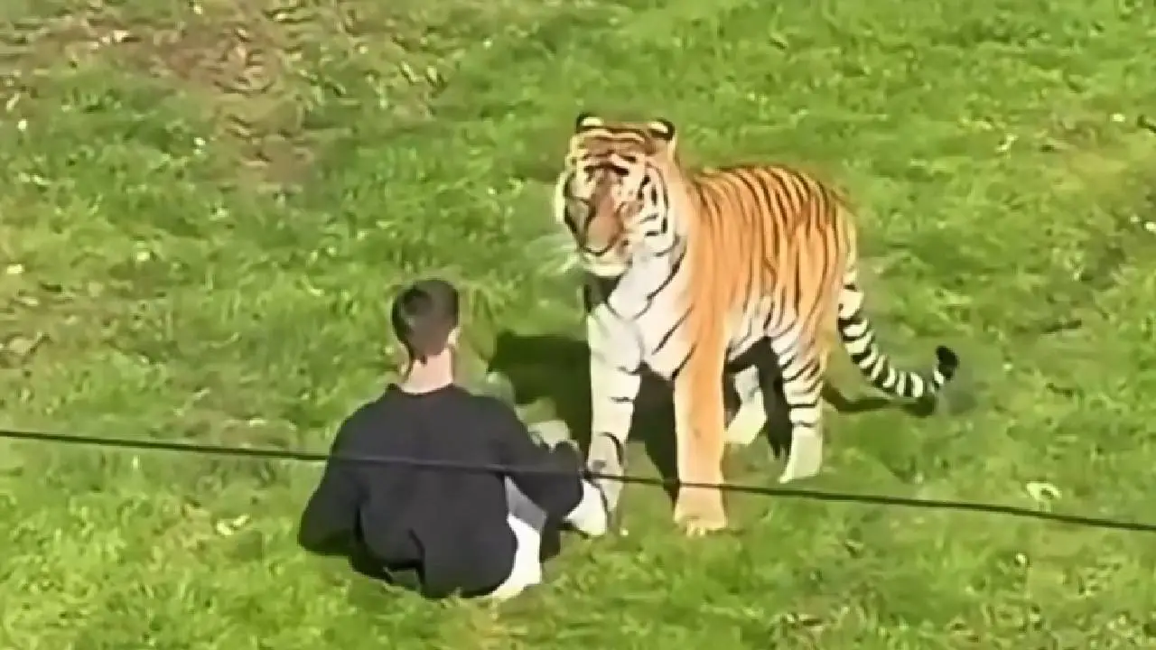 Tijger1