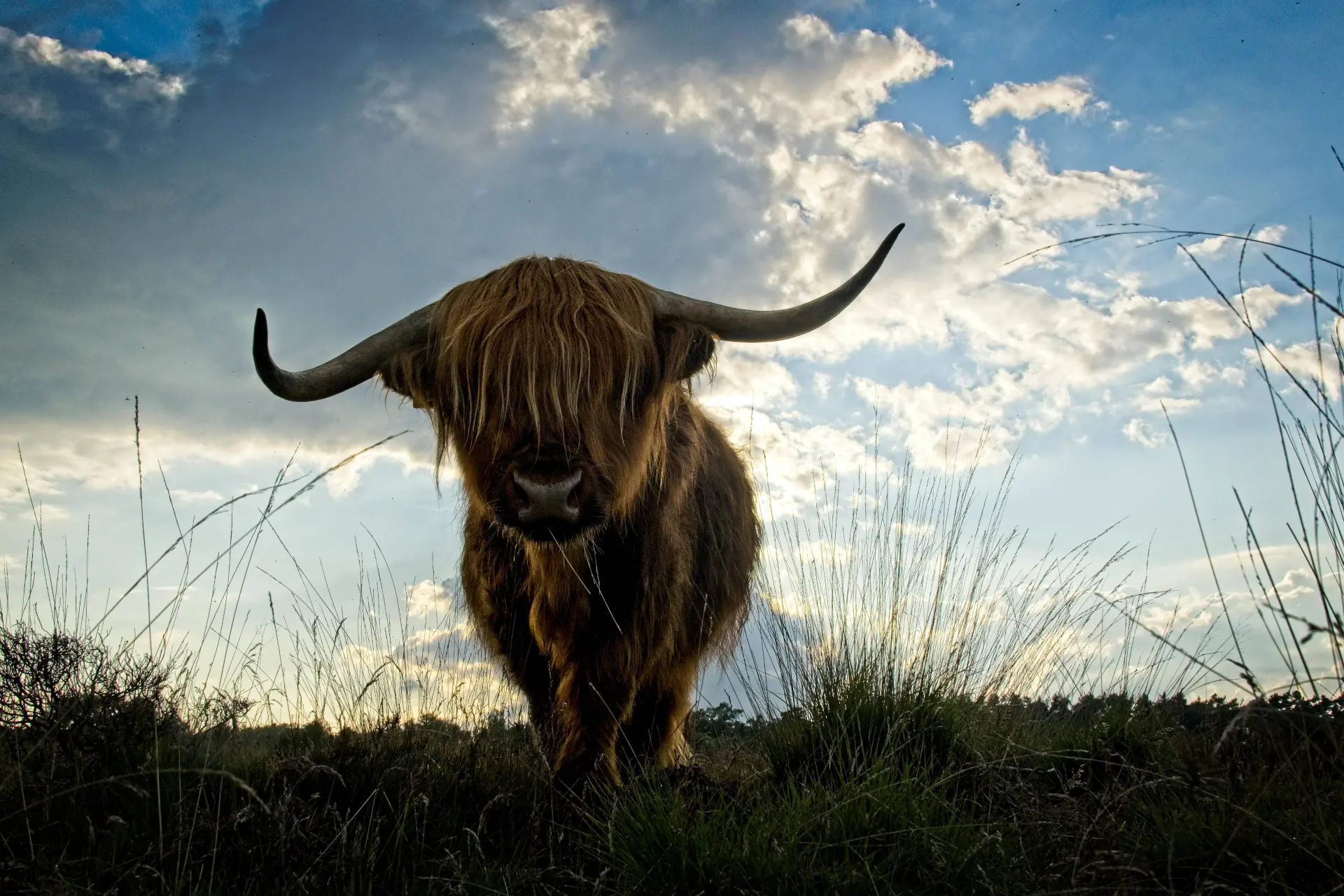 hooglander schotland