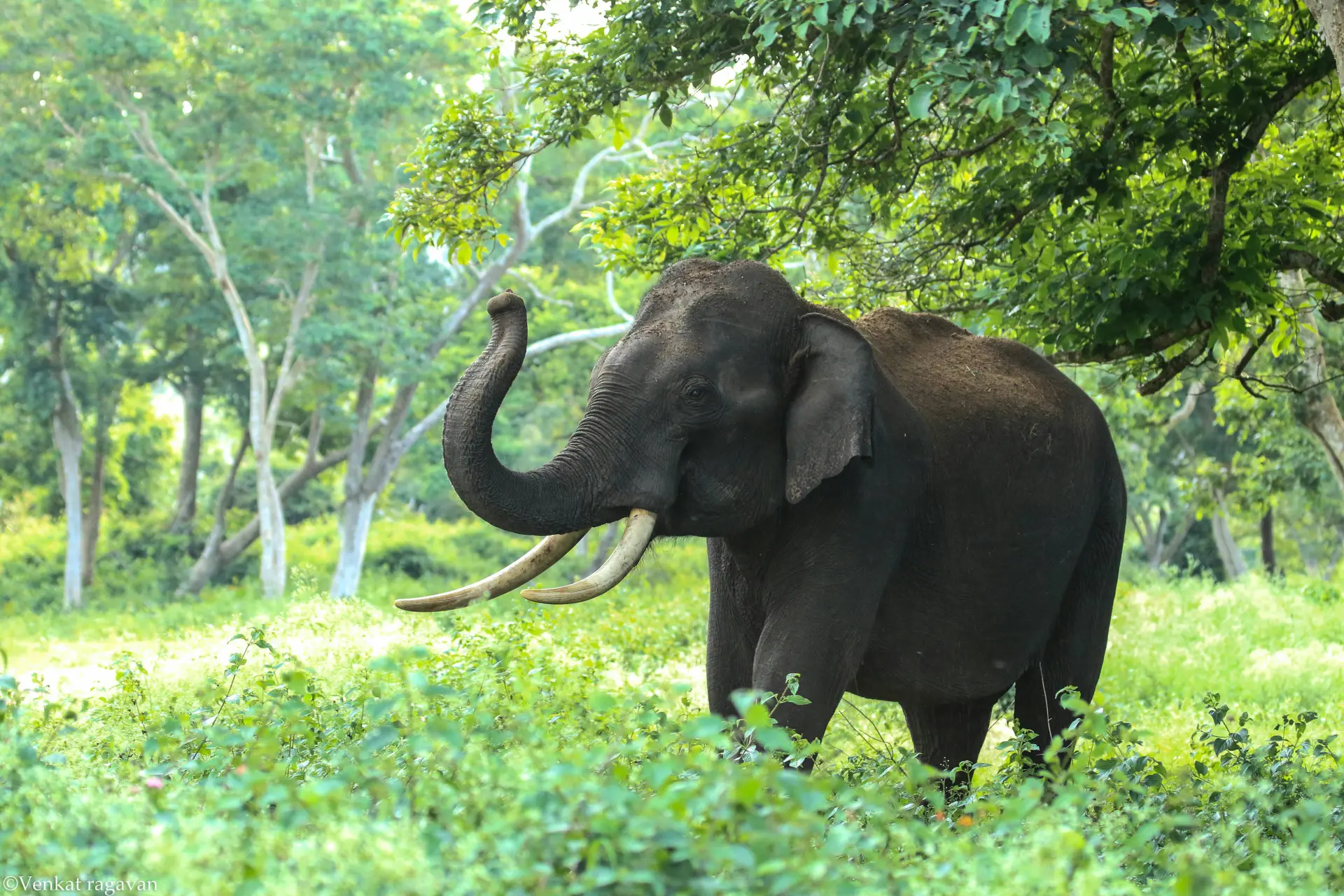 olifant