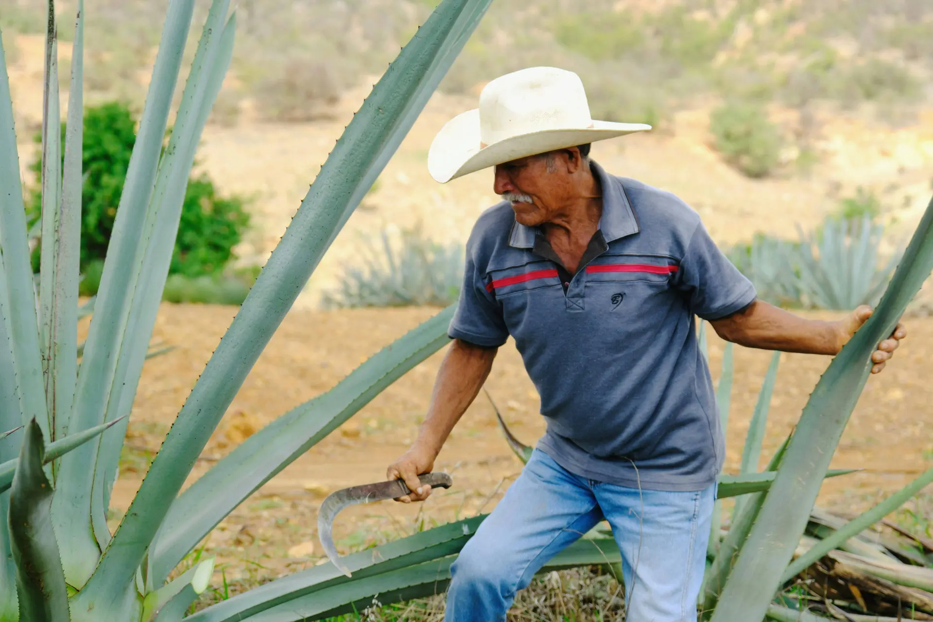 mezcal pexels