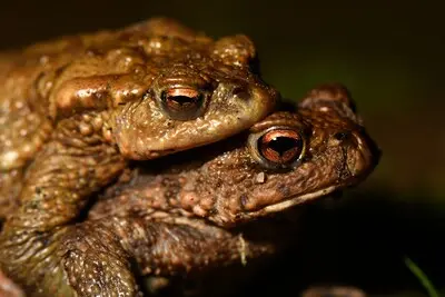 de paddentrek is weer in volle gang heel jammer als deze prachtige padden iets zou overkomen locatie natuurgebied de kleine dommel geldrop foto peter koggel geldrop