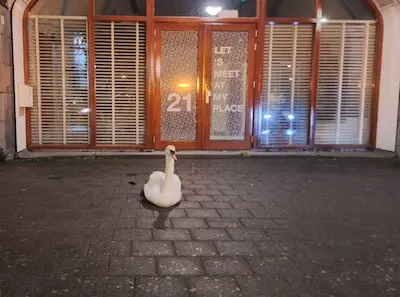 zwaan zit op de stoep in hartje rotterdam