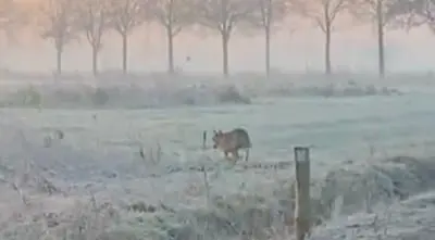 wolf bij someren eind jan smitslaan still uit een filmpje dat rondgaat op buurtapps