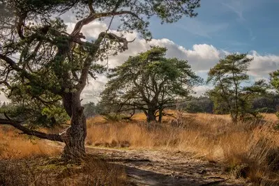 een heerlijke wandeling gemaakt over de malpie de bomen met de grillige vormen vragen daarbij gewoon om gefotografeerd te worden marian schepens eersel