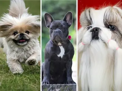 kortsnuitige honden als v l n r de pekinees franse bulldog en shih tzu mogen alleen nog maar gefokt worden als ze geen problemen hebben door hun korte neus