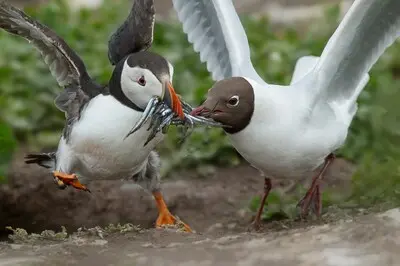 nieuwe expositie in de wissel in schiedam toont natuurfoto s van martina van raad