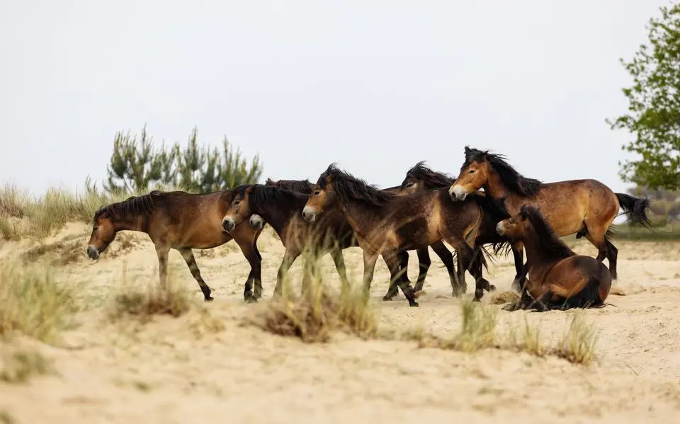 paard1