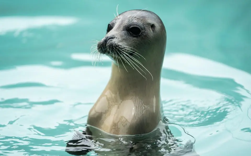 zeehond