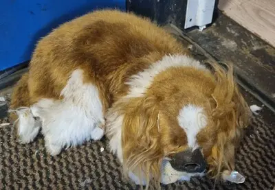 de hond die in het portiek werd aangetroffen