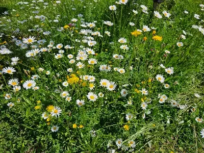 stockphoto bloemen