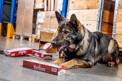 de douane zet speurhonden in bij controles