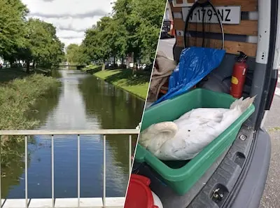 de singel langs de lange hilleweg in rotterdam de ernstig verzwakte zwaan is naar vogelklas karel schot gebracht maar overleed daar alsnog