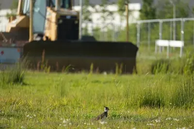 een bouwmachine op het azc terrein met op de voorgrond een kievit dinsdag 10 juni