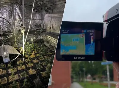 in de kwekerij werden 235 hennepplanten aangetroffen de kwekerij werd ontdekt met behulp van een warmtecamera