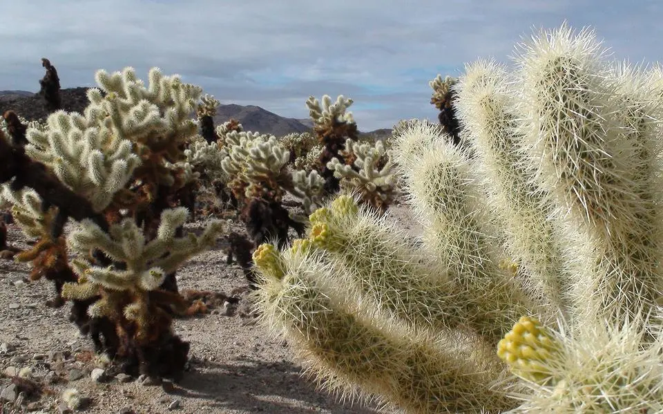 cactussen20in20de20woestijn20beeld20gratis20beeldbank20pixabaycom