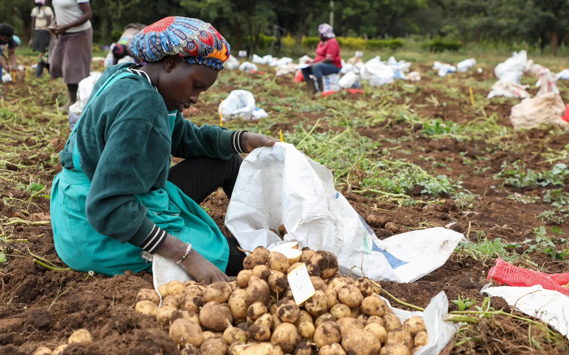farmer potatoes kenya royal hzpc group201