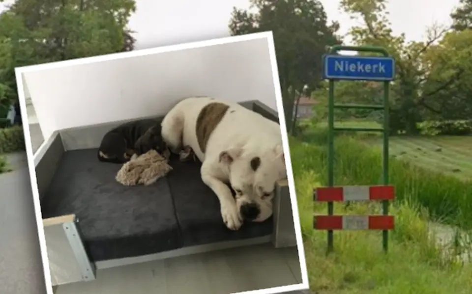 honden20en20niekerk