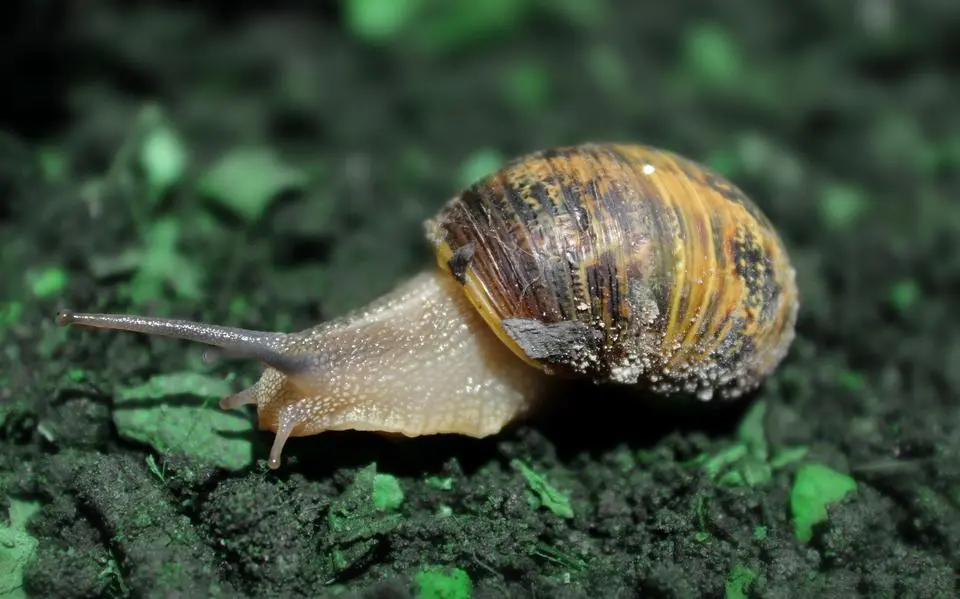 snail 5150365