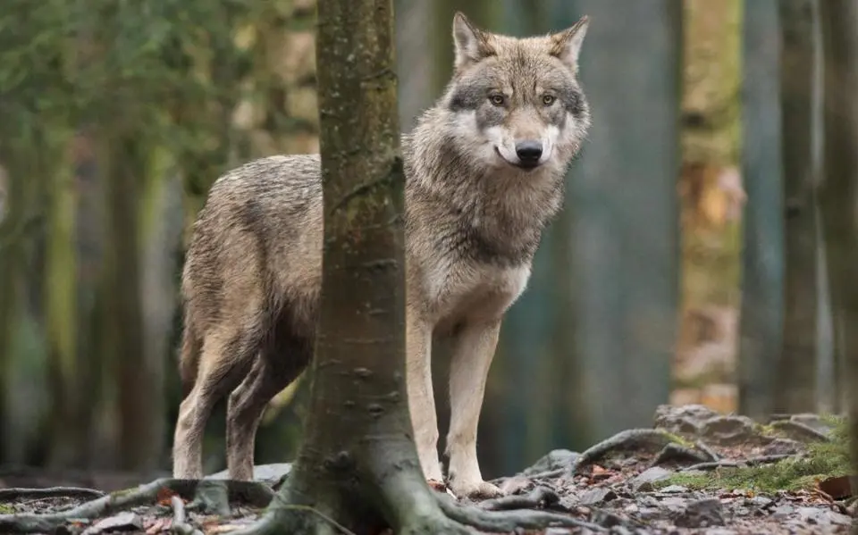 wolf