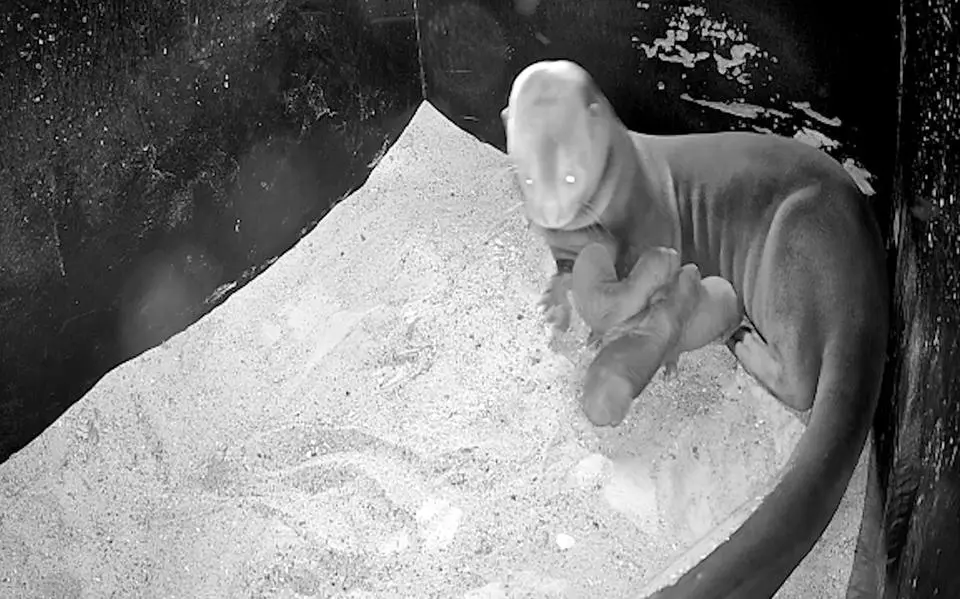 een20reuzenotter20met20haar20drie20pasgeboren20jongen20in20de20nestruimte20van20aquazoo20leeuwarden