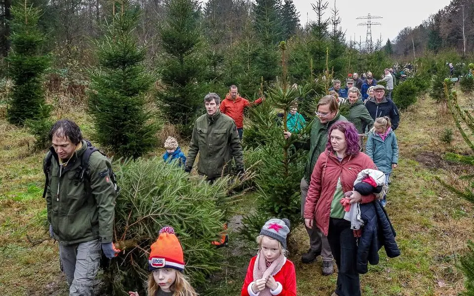 kerstbomenzagenkuinderbos2025