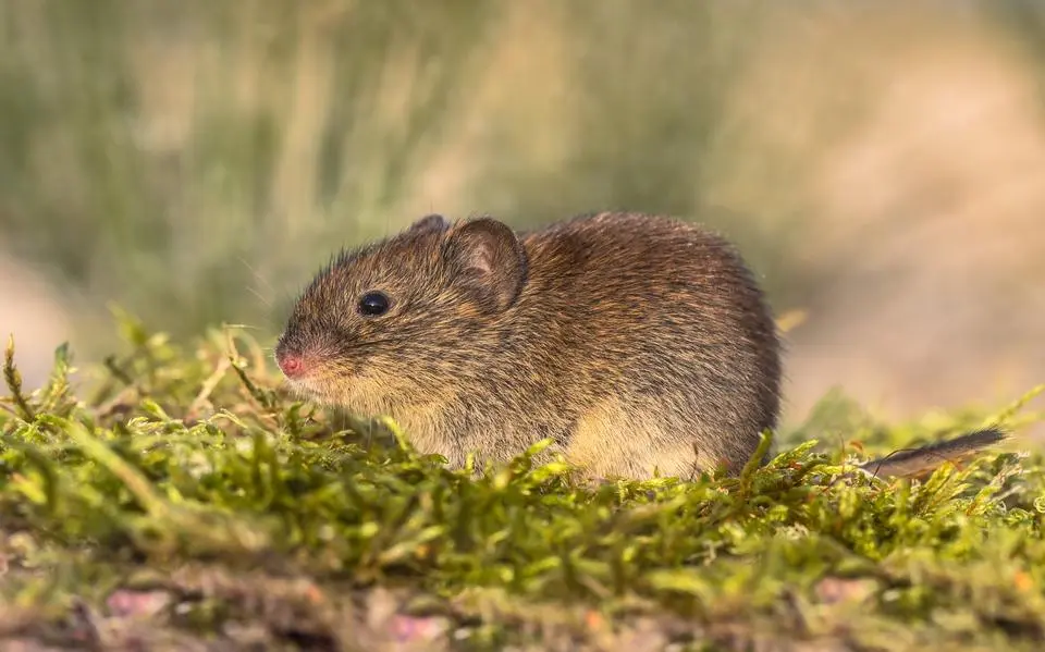 veldmuis2