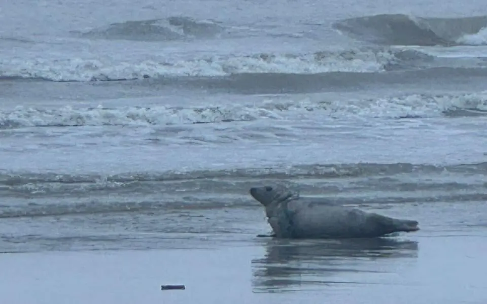 zeehond