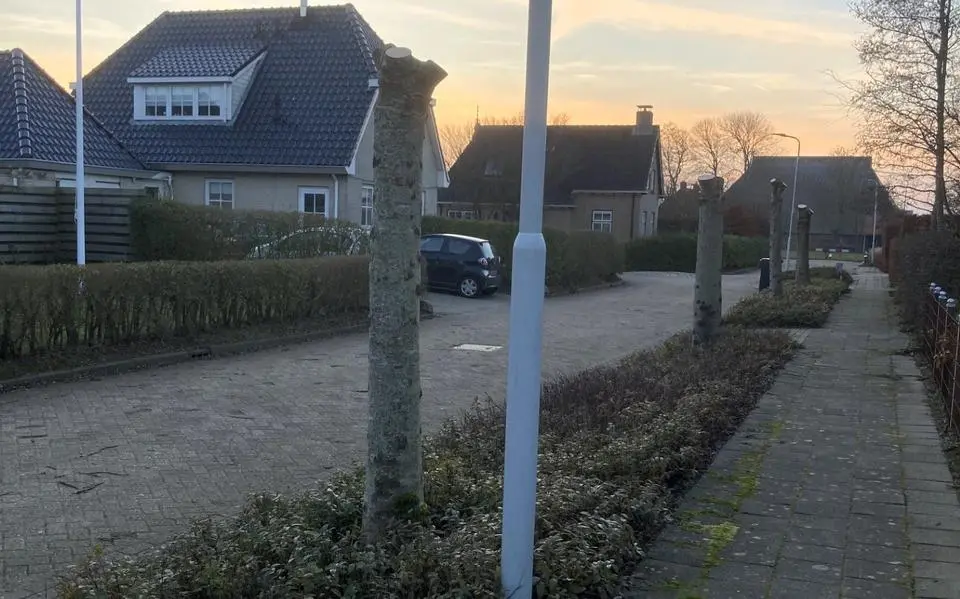 bomen20onthoofd