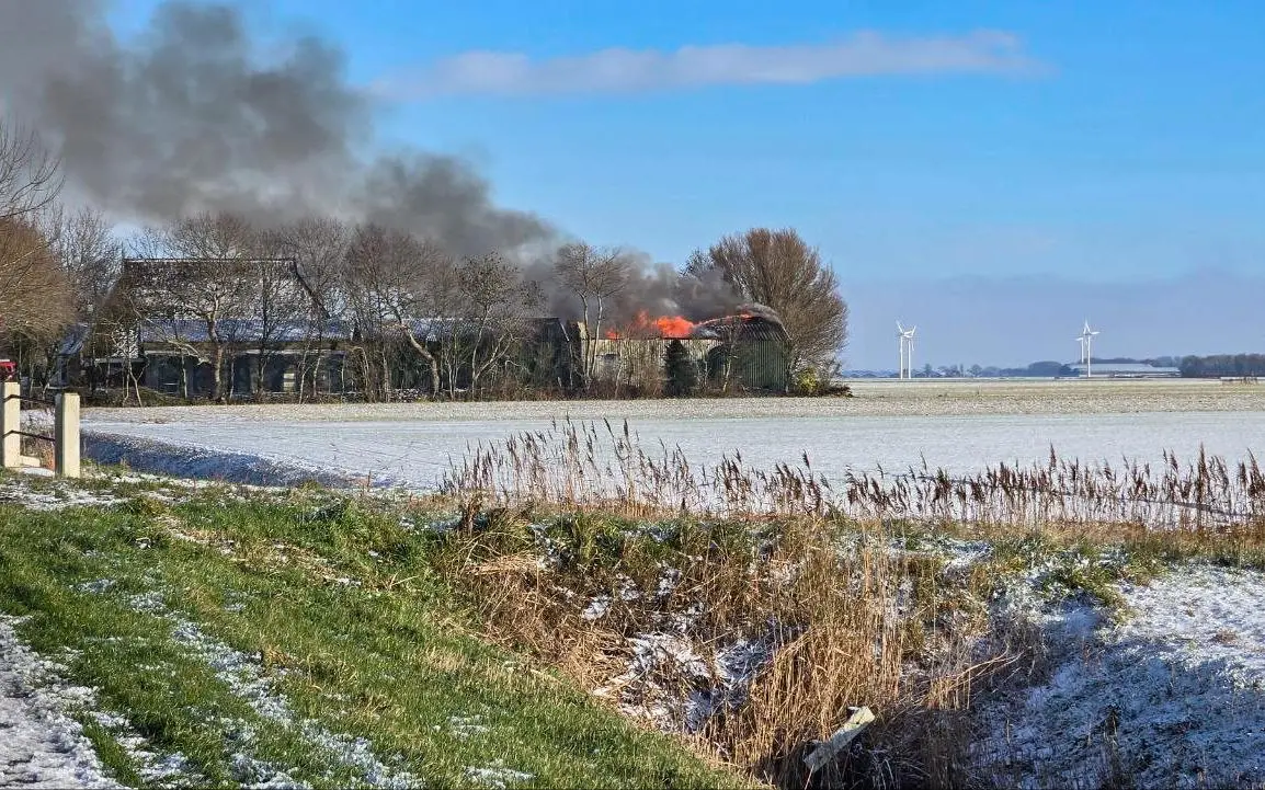 brand20tzumarrum