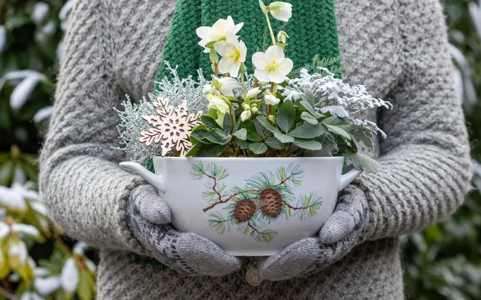 helleborus20op20schaal