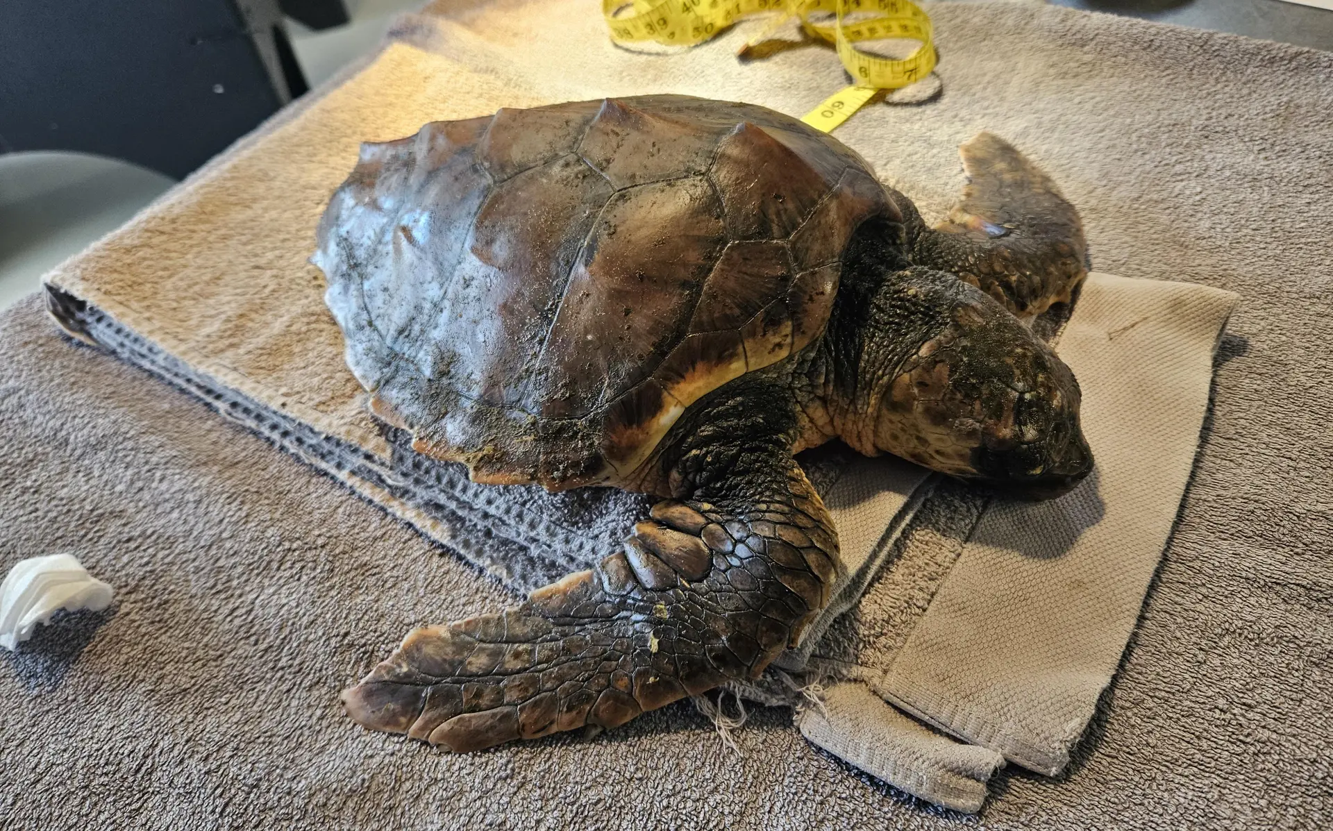 karetschildpadtexeljarco2026