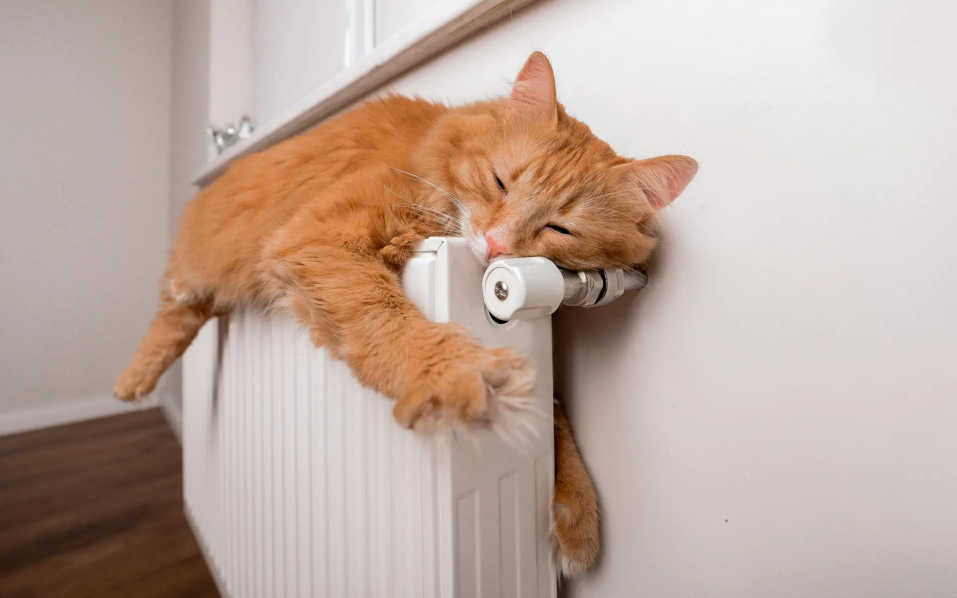 kat20slaapt20op20verwarming