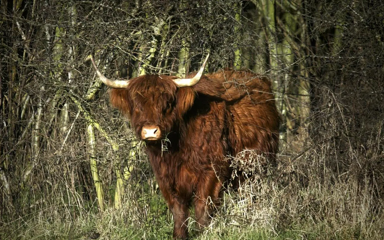 schotse20hooglander