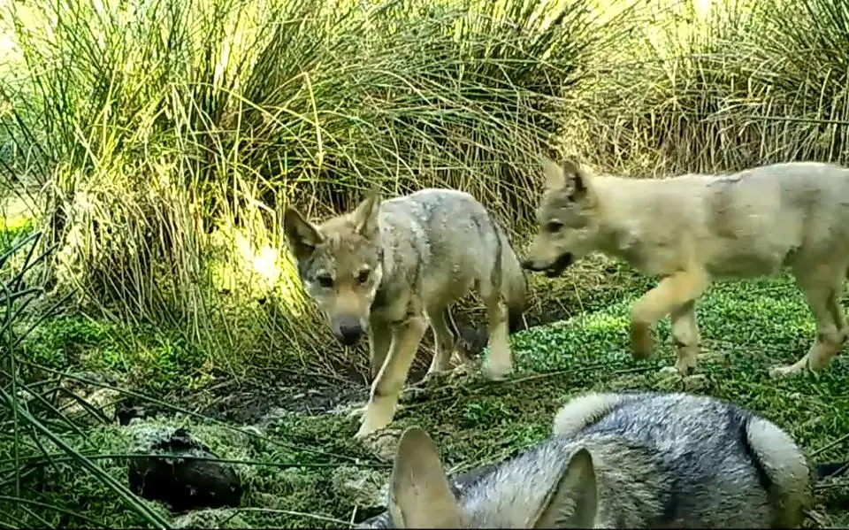wildcamera