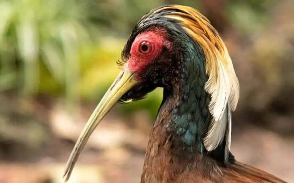 wildlands sluit uit voorzorg birdy bush