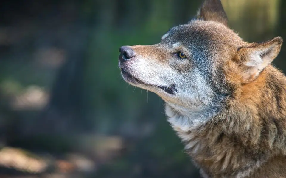 wolffff