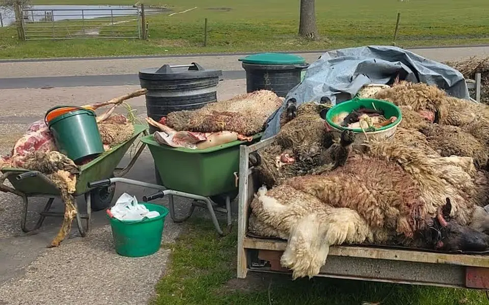 slachtafval van illegale slacht