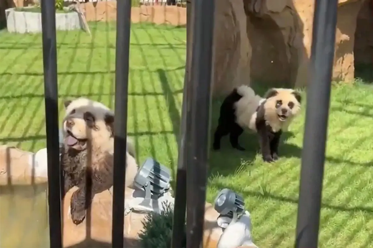 thumb vk chinese dierentuin kan geen pandas krijgen dus verven ze honden als pandas