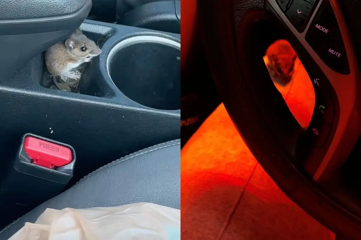 thumb vk sommige mensen hebben een muis als bewoner in hun auto
