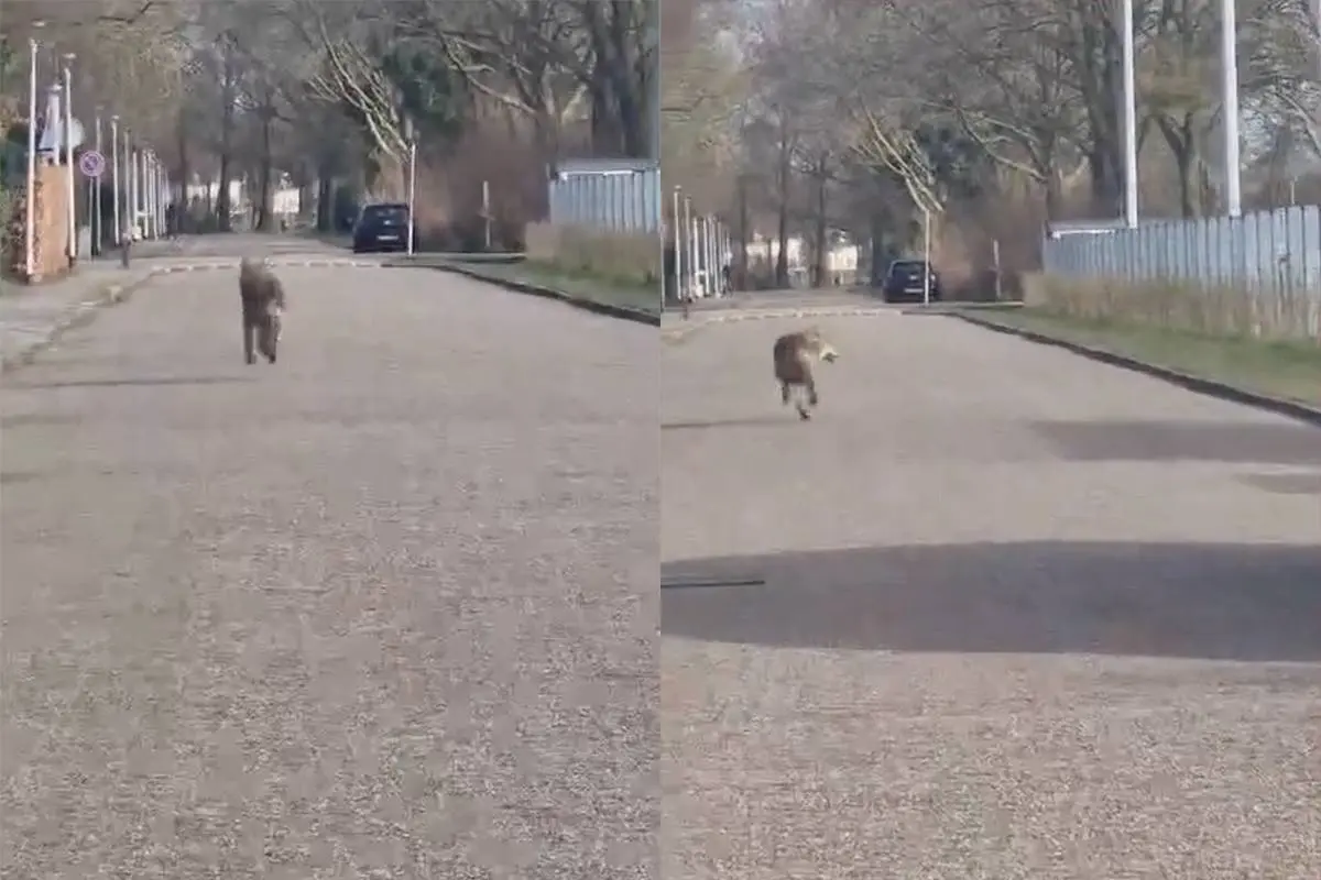 thumb viraal inwoners enter spotten wolf