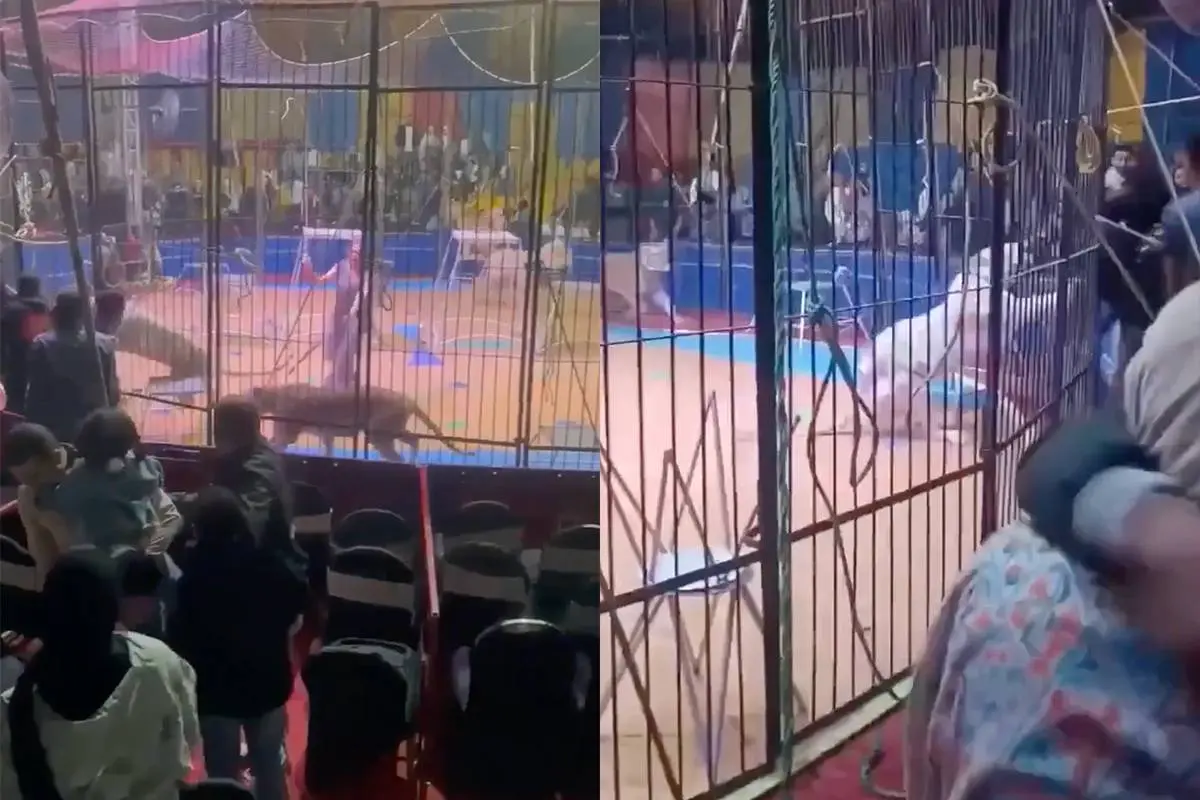 thumb vk drama in egyptisch circus tijger rukt arm van trainer af tijdens live show publiek filmt alles