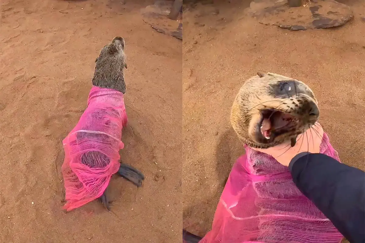 thumb_vk_En_weer_zit_er_eentje_vast_zeehond_bevrijd_van_net